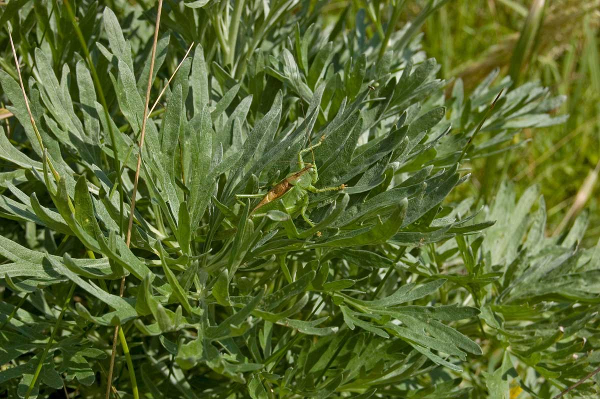 Image of genus Artemisia specimen.