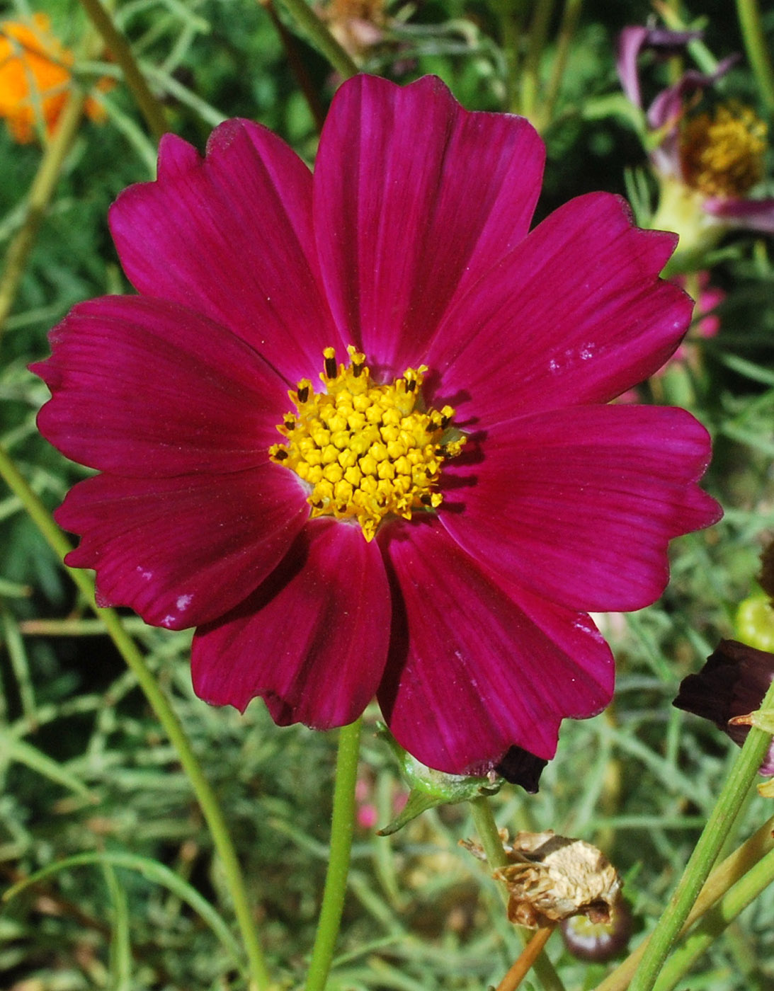 Изображение особи Cosmos bipinnatus.