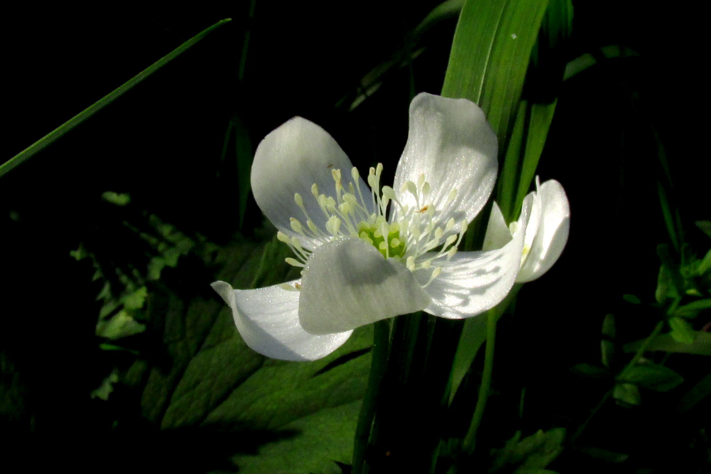 Изображение особи Anemone baicalensis ssp. kebeshensis.