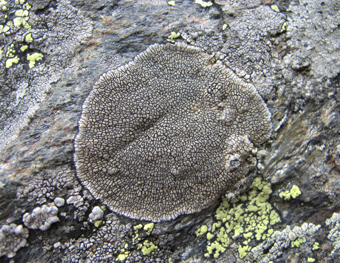 Image of genus Dimelaena specimen.