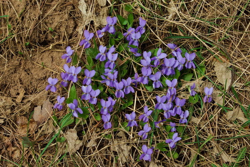 Image of genus Viola specimen.