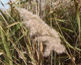 Phragmites australis