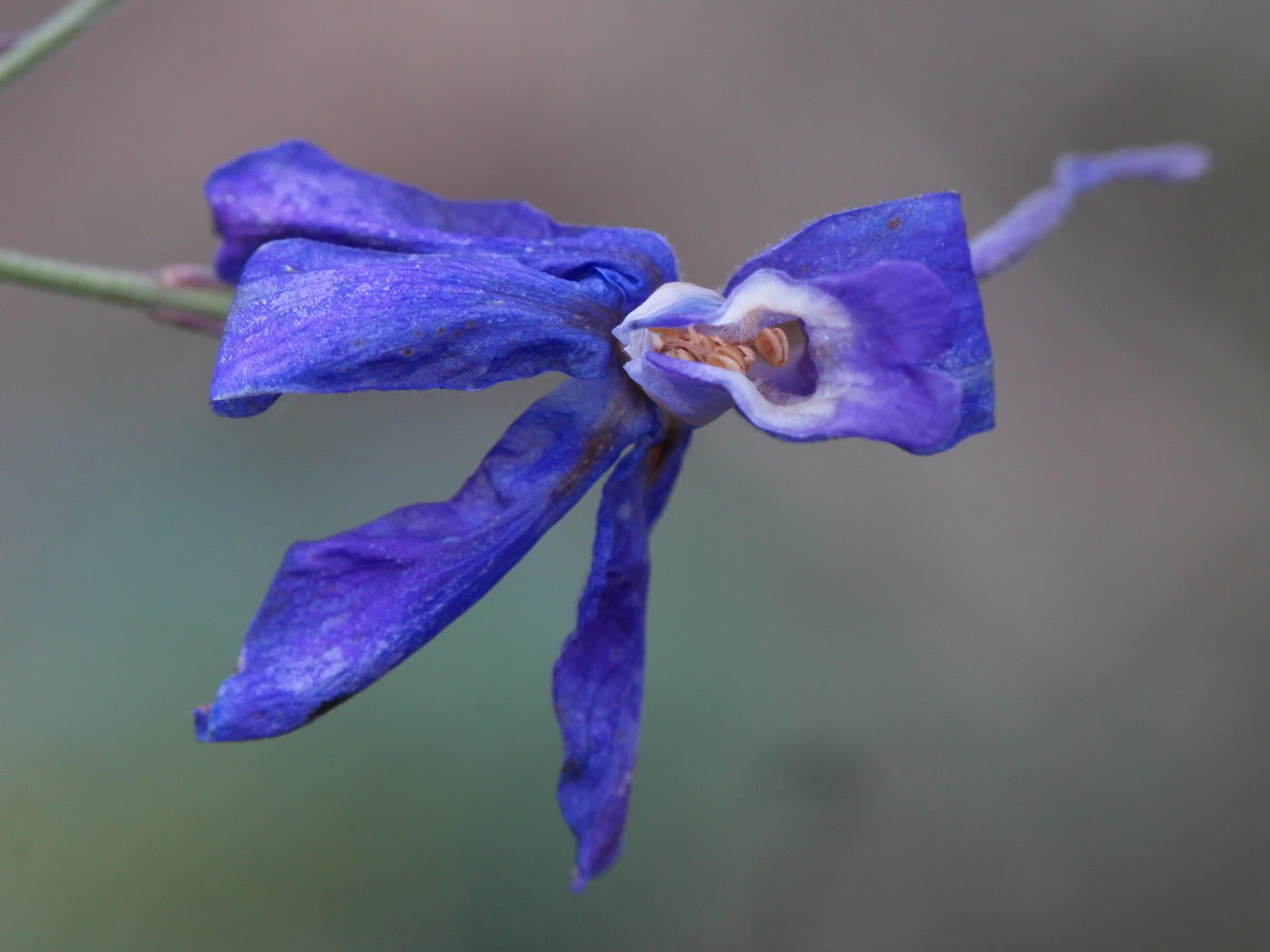 Image of Delphinium consolida specimen.