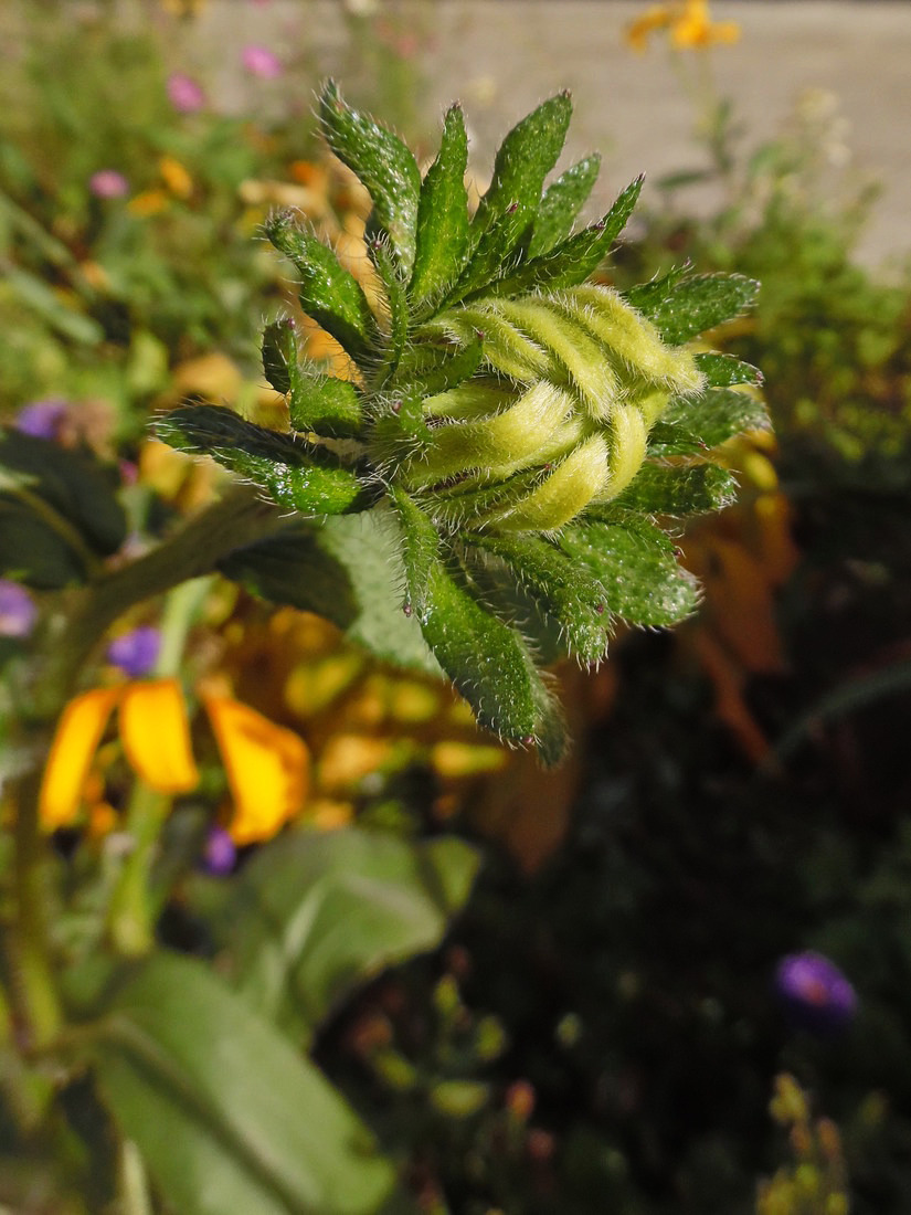 Image of Rudbeckia hirta specimen.