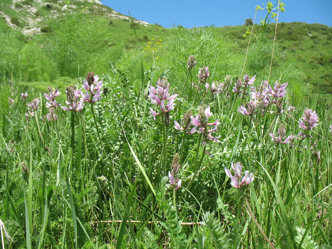 Image of Oxytropis pilosissima specimen.