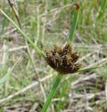 Bolboschoenus maritimus var. compactus