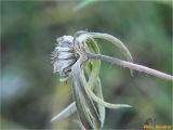 род Scabiosa. Верхушка плодоносящего растения. Украина, г. Николаев, Заводской р-н, парк \"Лески\", опушка соснового леса. 26.12.2017.