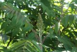 Rhus typhina