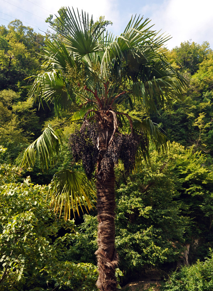 Image of Trachycarpus fortunei specimen.