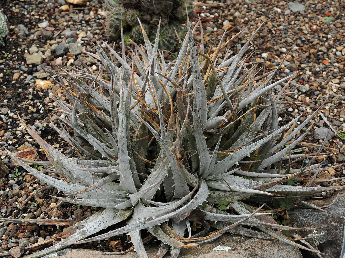 Image of Dyckia velascana specimen.