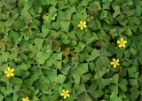 Oxalis corniculata