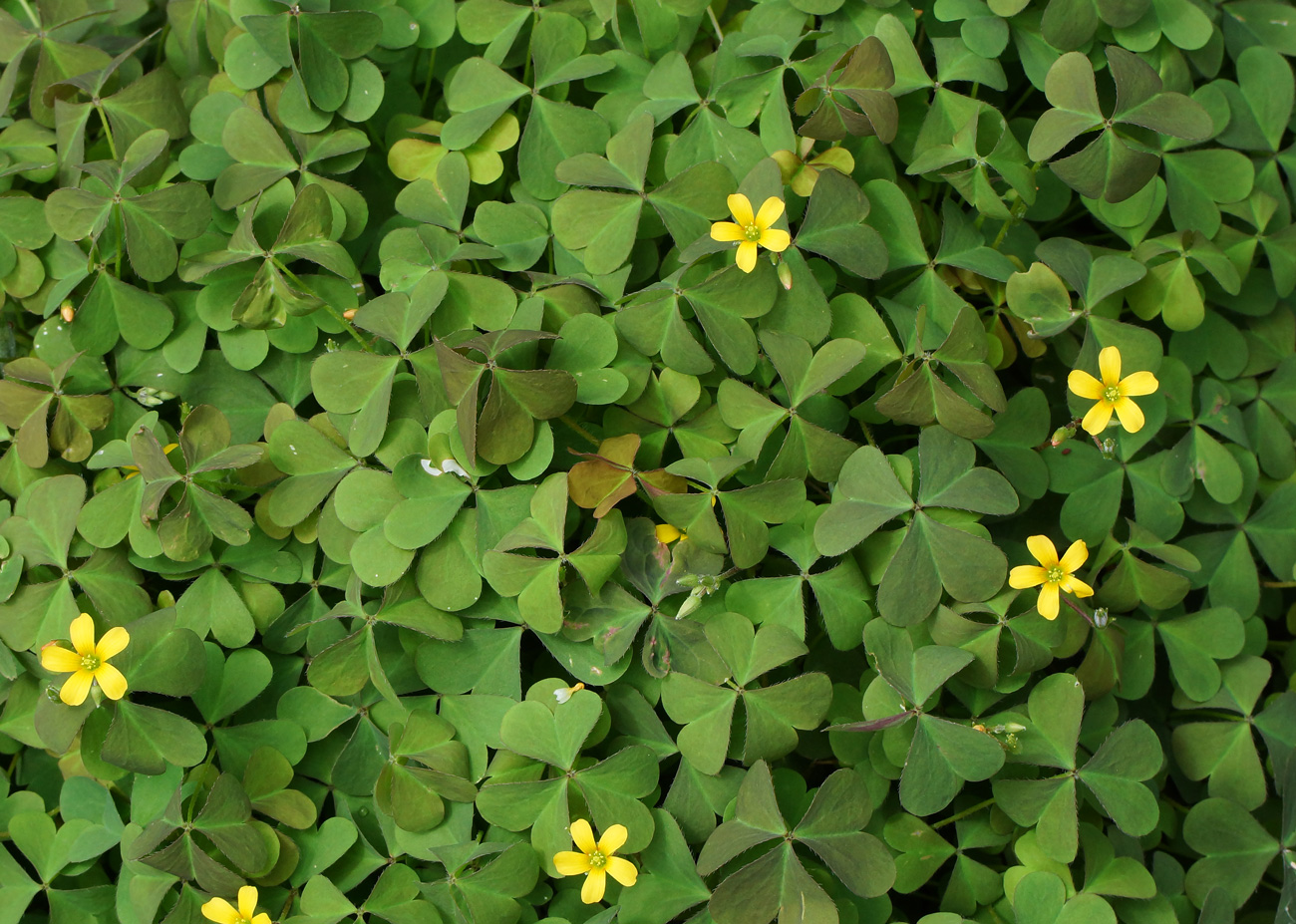 Изображение особи Oxalis corniculata.