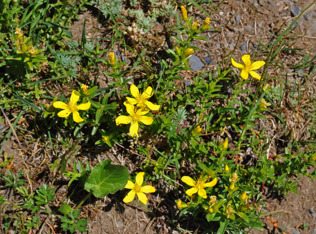 Изображение особи Hypericum orientale.