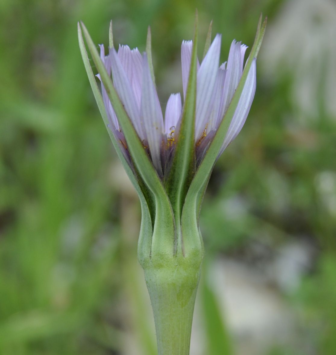 Image of Tragopogon australis specimen.