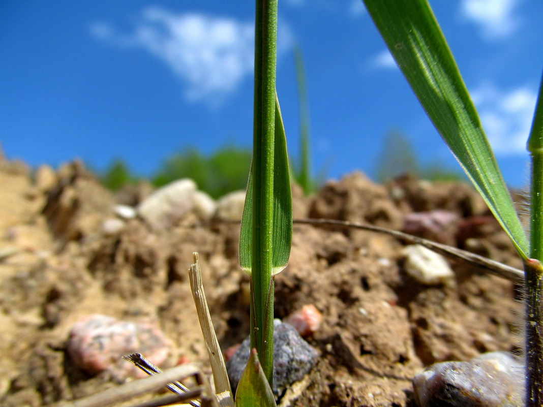 Image of Hierochloe odorata specimen.