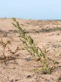 Chenopodium album