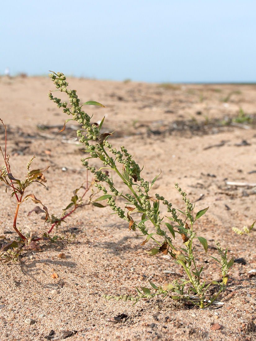 Image of Chenopodium album specimen.