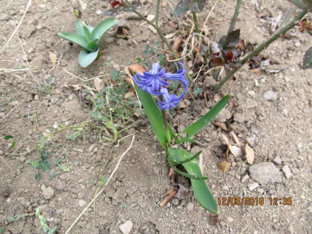 Изображение особи Hyacinthus orientalis.