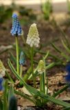 род Muscari. Цветущие растения. Крым, Севастополь, в культуре. 21.03.2018.