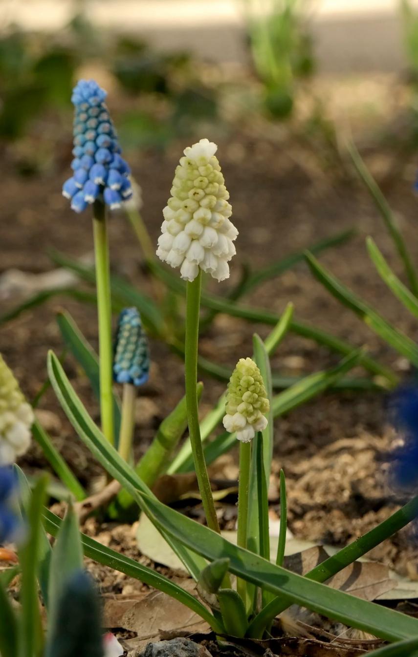 Изображение особи род Muscari.