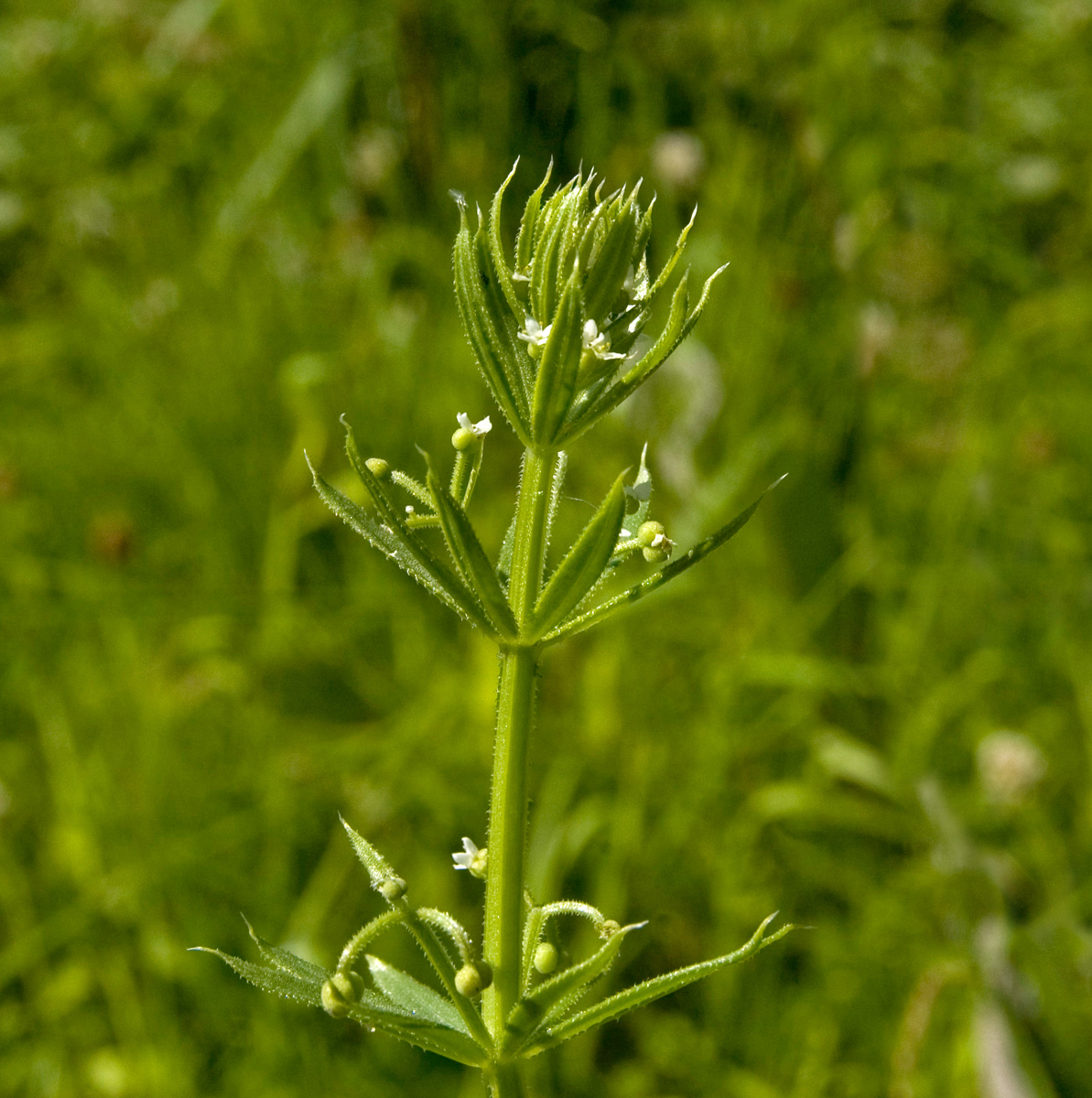 Изображение особи Galium tricornutum.
