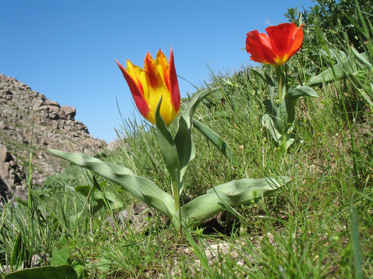 Image of Tulipa greigii specimen.