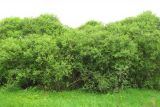 Salix purpurea