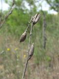 Astragalus barbidens. Сухое прошлогоднее соплодие. Дагестан, Кумторкалинский р-н, бархан Сарыкум. 06.05.2018.