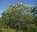 Salix schwerinii