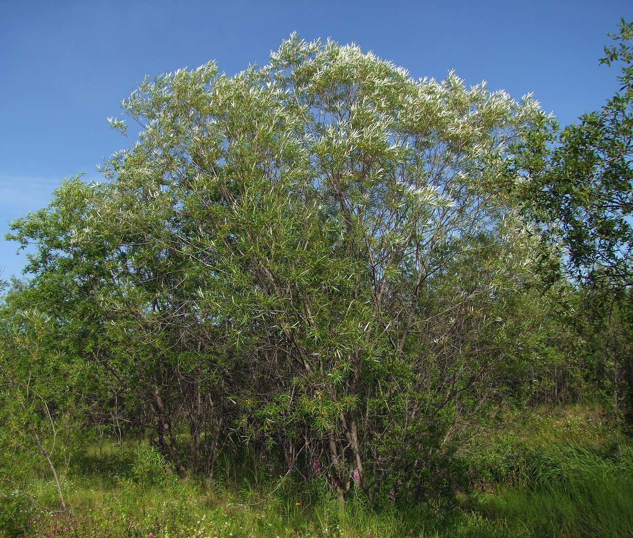 Изображение особи Salix schwerinii.