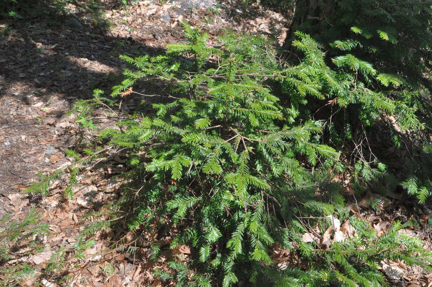 Изображение особи Taxus baccata.