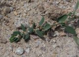 Polygonum aviculare. Верхушка цветущего побега. Украина, г. Запорожье, восточная окраина, долина р. Мокрая Московка, обочина грунтовой дороги. 17.06.2018.