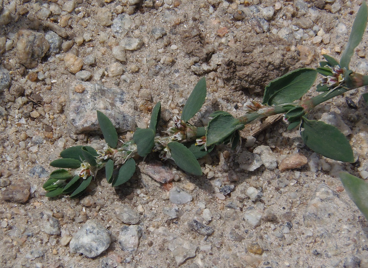 Изображение особи Polygonum aviculare.