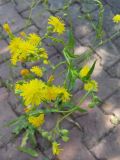 род Crepis