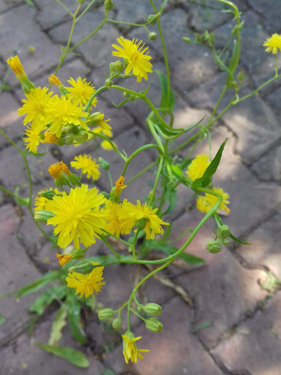 Изображение особи род Crepis.