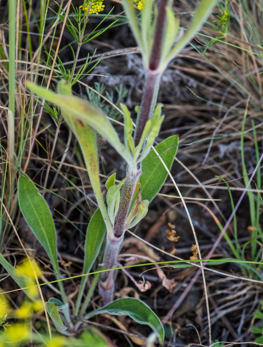 Image of Silene wolgensis specimen.