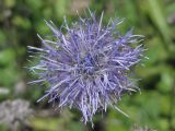 Globularia trichosantha. Соцветие (вид сверху). Крым, Бахчисарайский р-н, Адым-Чокракская долина, южный склон г. Мангуп-Кале. 12.05.2016.