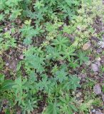 Alchemilla alpina. Плодоносящие растения. Подмосковье, в культуре. 7 июля 2018 г.