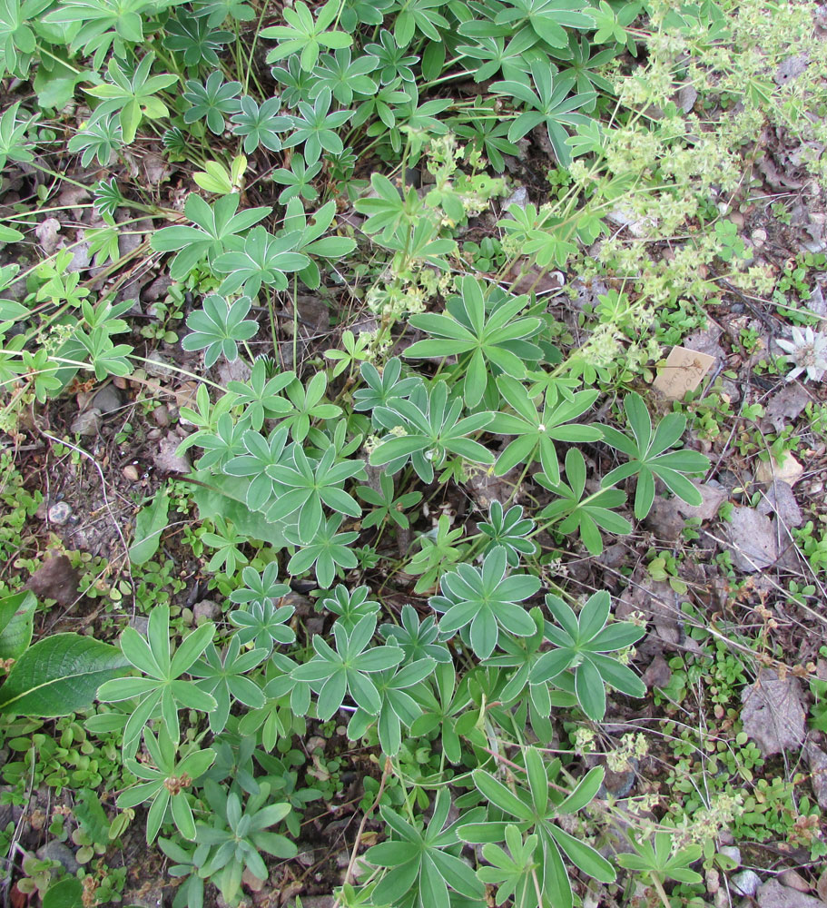 Image of Alchemilla alpina specimen.