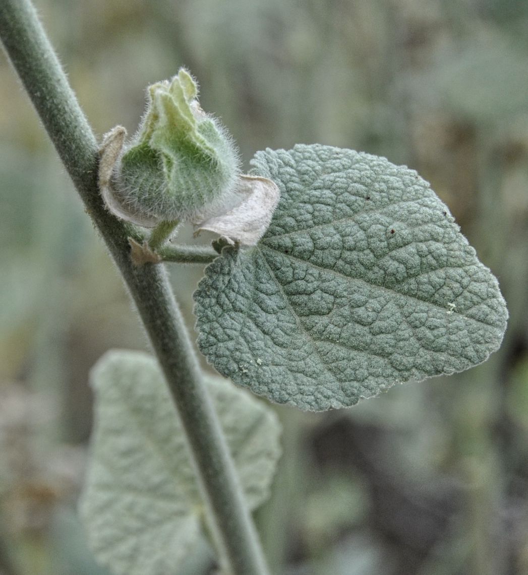 Изображение особи Alcea pallida.