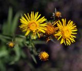 Inula salicina. Соцветия-корзинки. Пермский край, Краснокамский р-н, обочина объездной дороги. 21.07.2018.