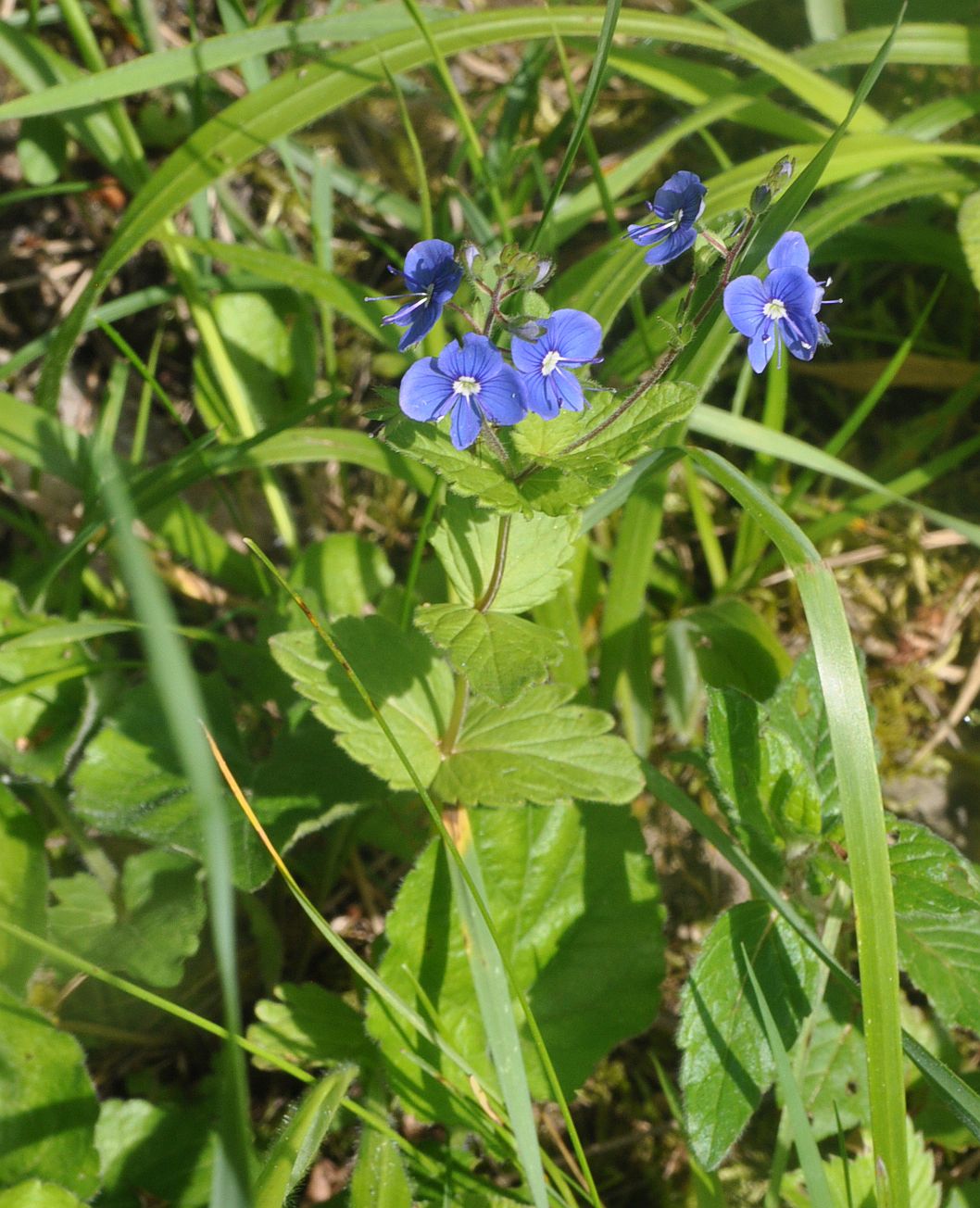 Image of Veronica vindobonensis specimen.