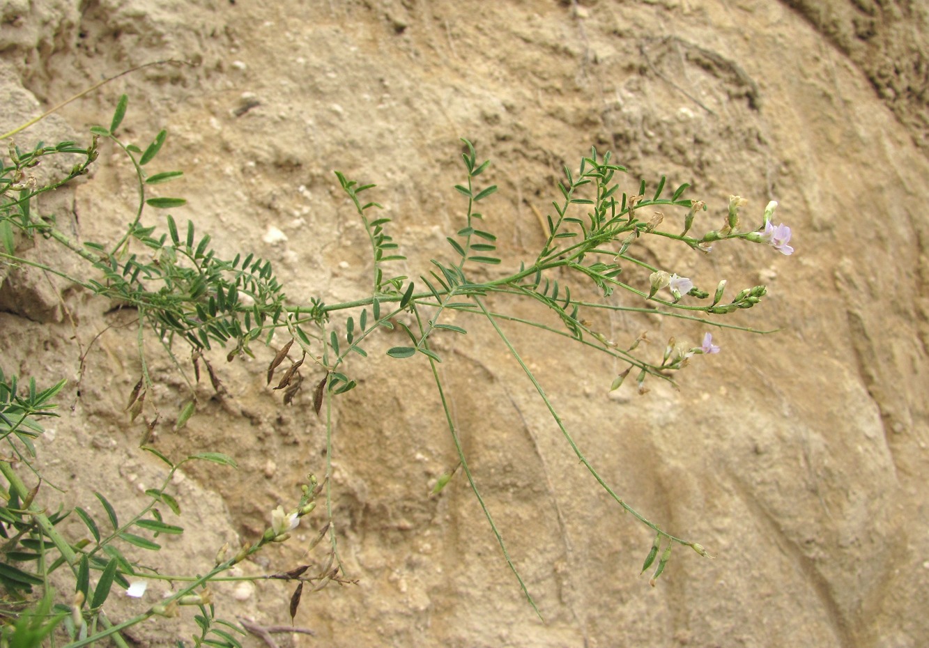 Image of Astragalus austriacus specimen.