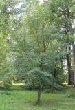 Acer hyrcanum