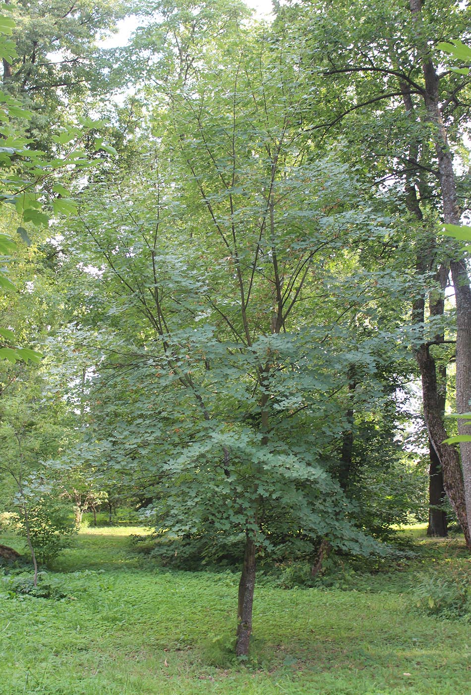 Image of Acer hyrcanum specimen.