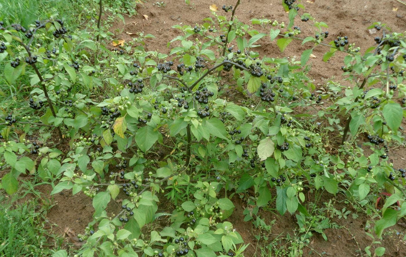 Image of Solanum retroflexum specimen.