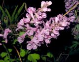 Corydalis tamarae