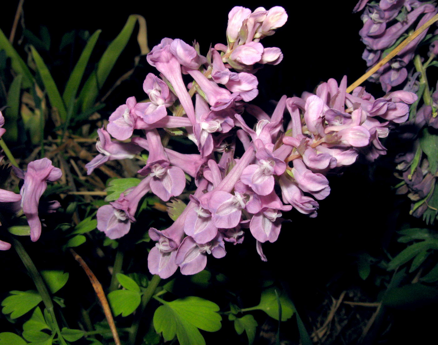 Image of Corydalis tamarae specimen.