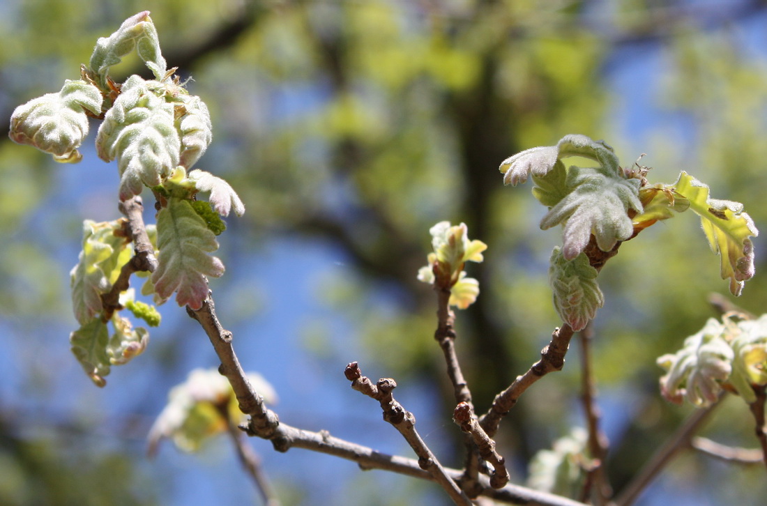 Изображение особи Quercus pubescens.