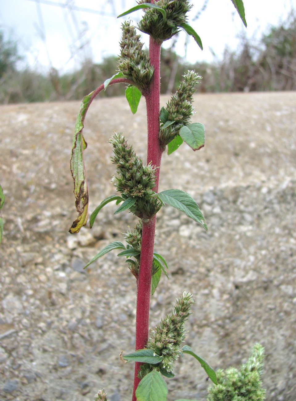 Изображение особи Amaranthus retroflexus.